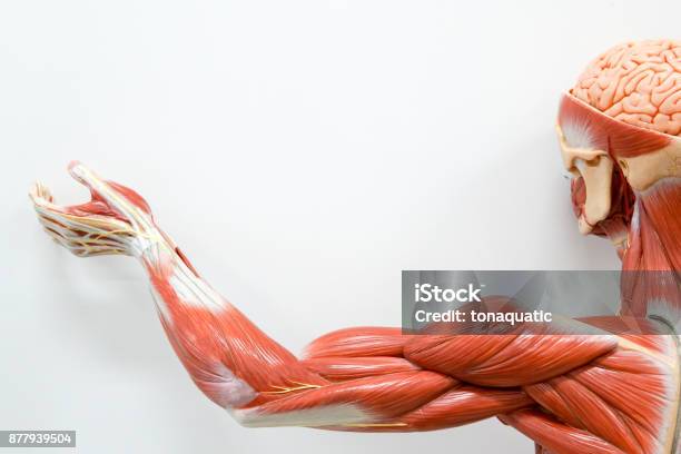 Human Hands Muscle For The Education Stock Photo - Download Image Now - Anatomy, Muscle, Muscular Build