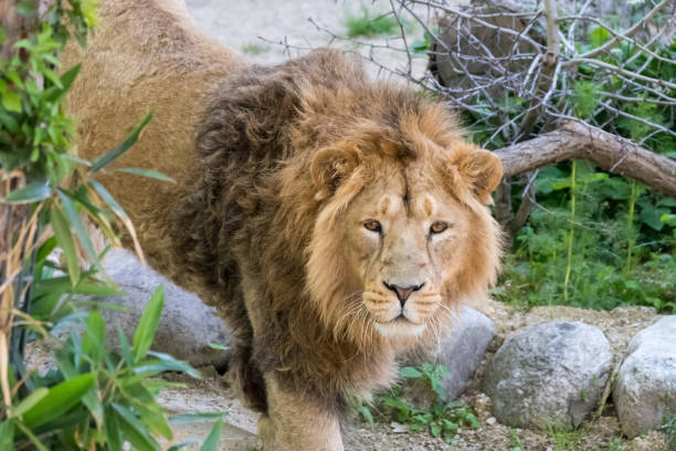 istock Big male lion walking through territory 877939788