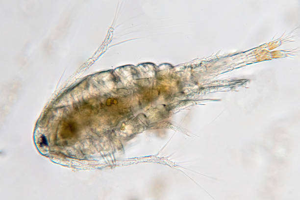 istock Copepod (Zooplankton) are a group of small crustaceans 877939830