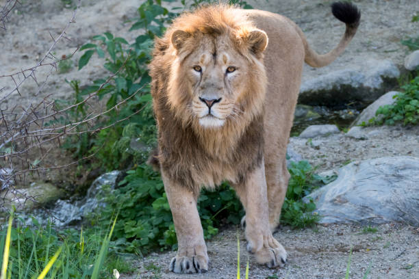 istock Big male lion walking through territory 877939892