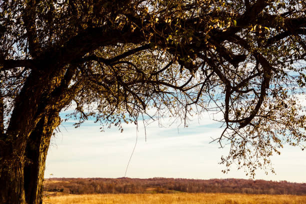istock Tree over field on the farm in Indiana 877940238