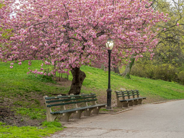 istock Prunus serrulata or Japanese Cherry 877940258