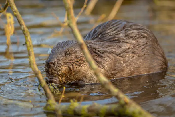 Photo of Eurasian beaver in water peeking through branches