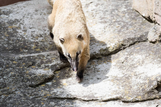 istock Coati searching for food 877944468
