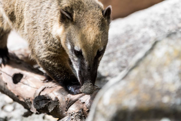 istock Coati searching for food 877948622
