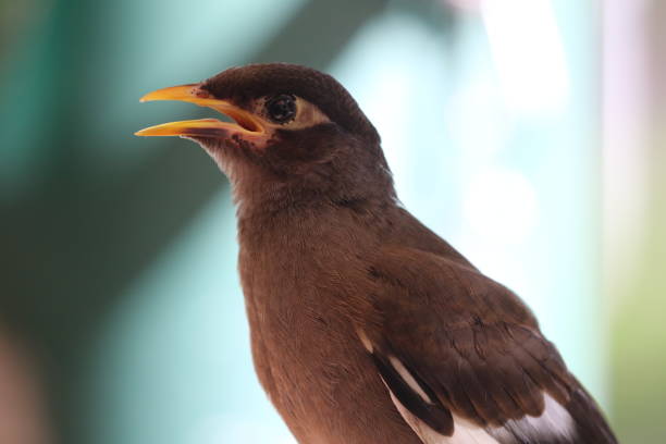 A closeup Common Myna (Acridotheres)