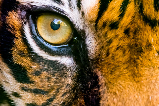 close-up of a jaguar (Panthera onca)
