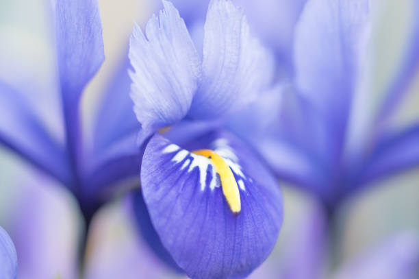 Spring blooms