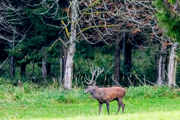 istock Deer during rutting season in forrest 877954724