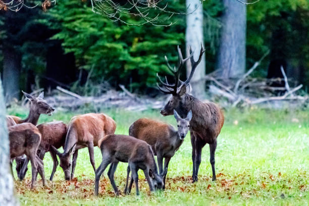 istock Deer during rutting season in forrest 877957004