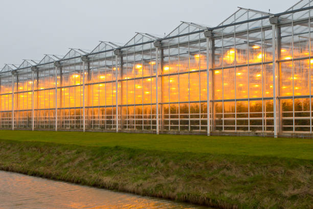 istock commercial greenhouse 877959072