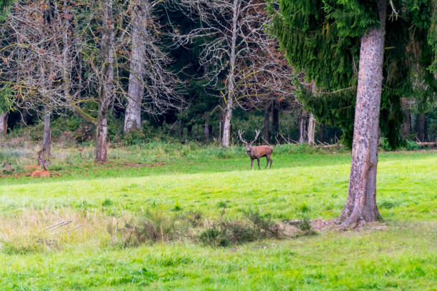 istock Deer during rutting season in forrest 877959314