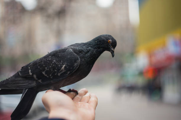 istock Dove. Feed the Dove 877959462