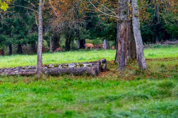 istock Deer during rutting season in forrest 877959786