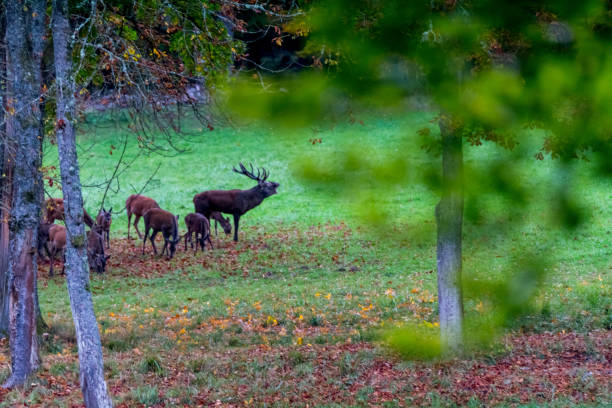 istock Deer during rutting season in forrest 877960292