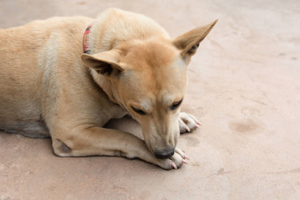Dog licking his paw on cement floor stock photo