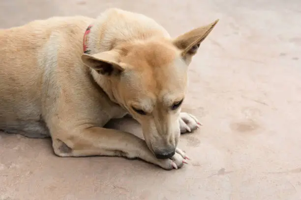 Photo of Dog licking his paw on cement floor