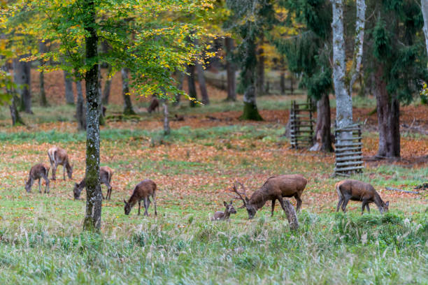 istock Deer during rutting season in forrest 877962816