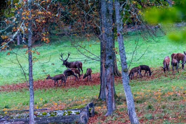 istock Deer during rutting season in forrest 877963368