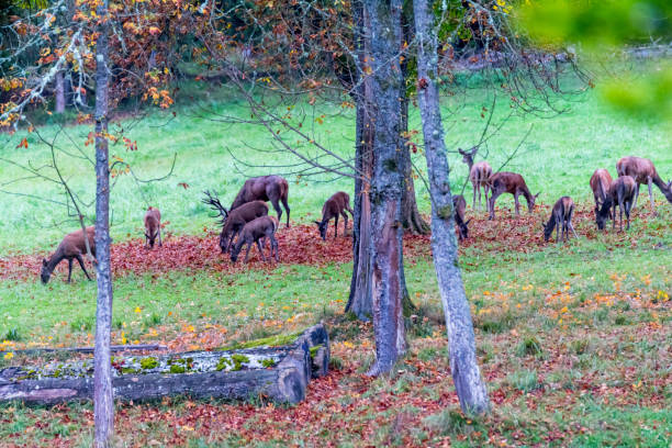 istock Deer during rutting season in forrest 877965910