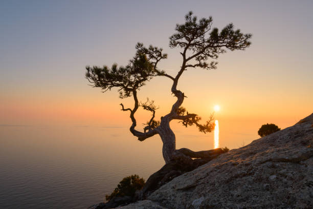 istock Alone tree on the edge of the cliff 877976324