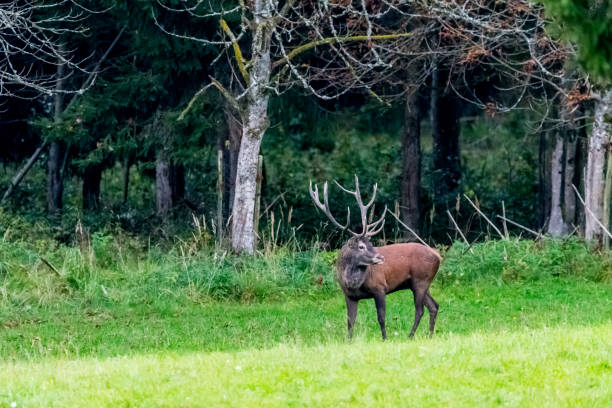 istock Deer during rutting season in forrest 877982730
