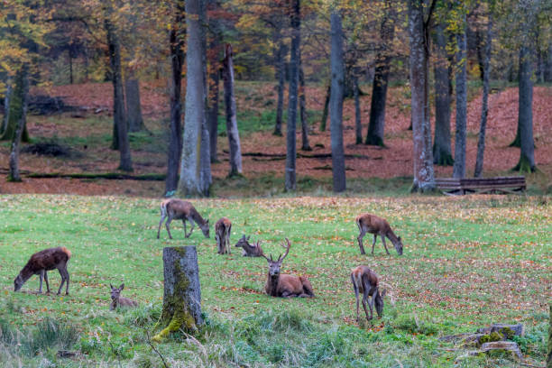 istock Deer during rutting season in forrest 877982876