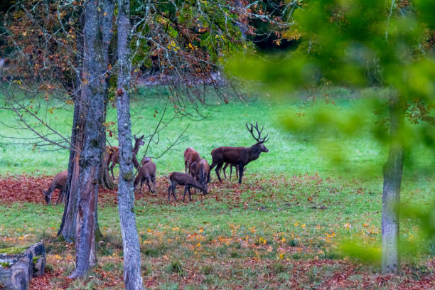 istock Deer during rutting season in forrest 877985088