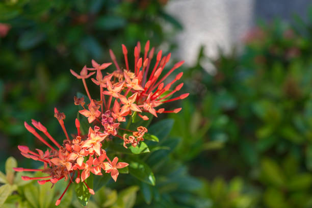 istock Ixora chinensis icossinea flower (Ishigaki Island/Ishigakijima, Okinawa) 877985900