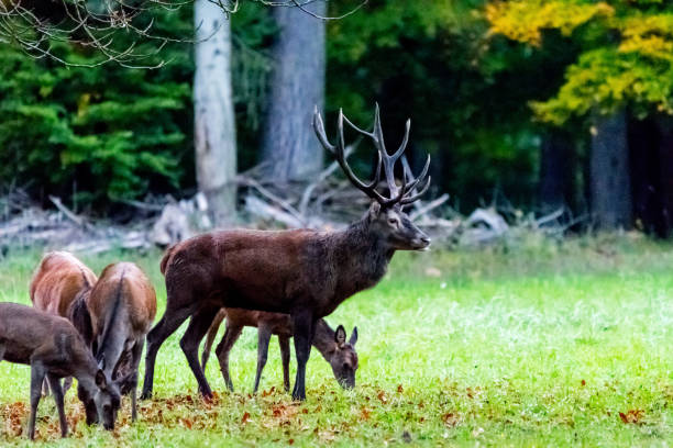 istock Deer during rutting season in forrest 877990262