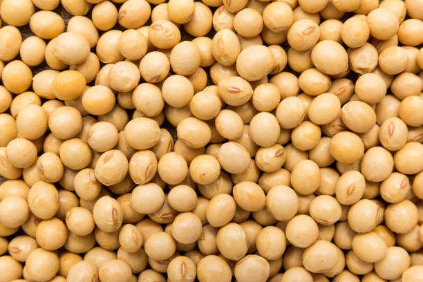 istock Soybean legume. Closeup of grains, background use. 877995080