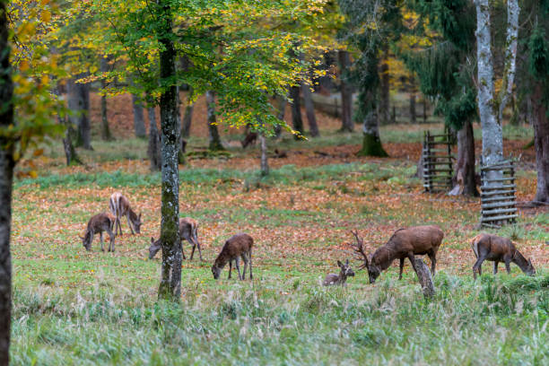 istock Deer during rutting season in forrest 877995344