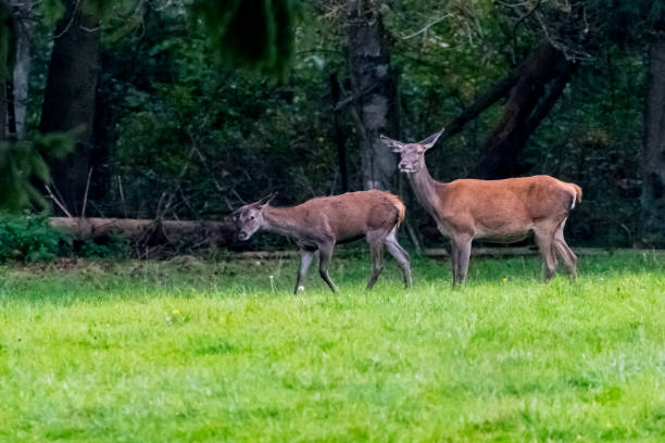 istock Deer during rutting season in forrest 877995448