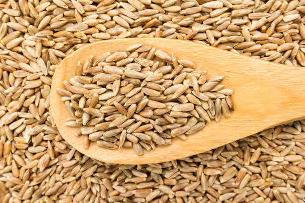 istock Rye cereal grain. Grains in wooden spoon. Close up. 877995474