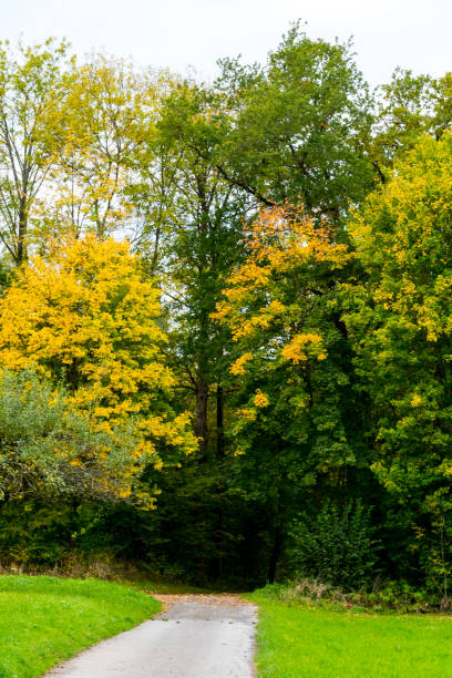 istock Forrest path in a wonderful reserve 878003260