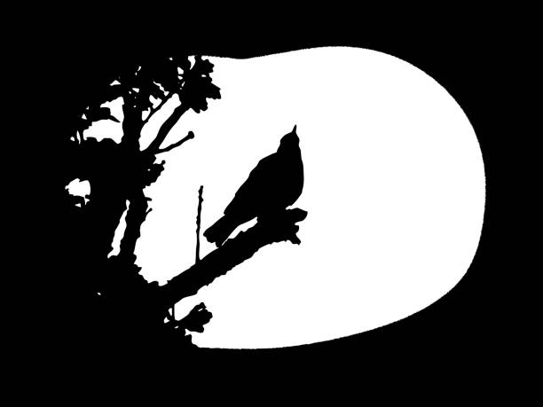 ilustrações, clipart, desenhos animados e ícones de silhueta de nightingale/songthrush - nature black and white leaf black background