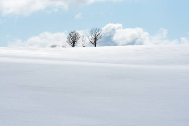 Winter scenery Snow hill pine tree at Biei Hokkaido Japan snowfield stock pictures, royalty-free photos & images