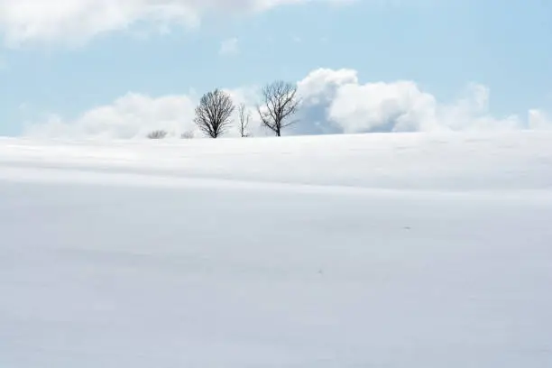 Snow hill pine tree at Biei Hokkaido Japan