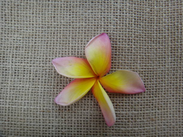 plumeria rubra fleur de frangipanier tricolore ou commune - fleur - rose, jaune et blanc - knobbly photos et images de collection