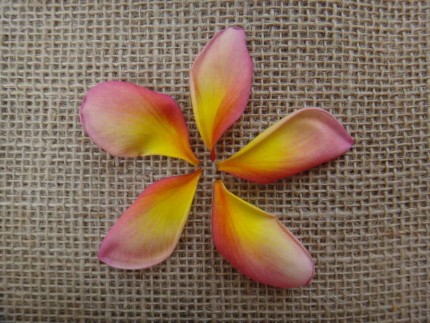 pétales de plumeria rubra tricolor ou bouquet fleur de frangipanier - design fleur - knobbly photos et images de collection