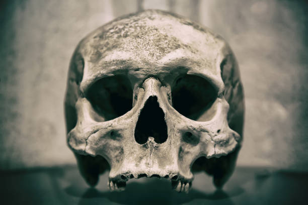 alten menschlicher schädel hautnah. getönten bild - kutna hora skull human bone people stock-fotos und bilder