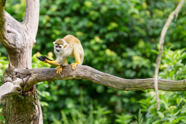 istock Portrait of squirrel monkey Saimiri sciureus sitting on a tree branch 878012778