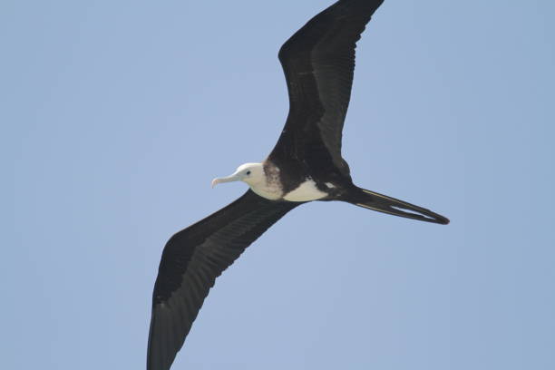 istock Low Angle View Of Bird Flying Against Clear Blue Sky 878012896