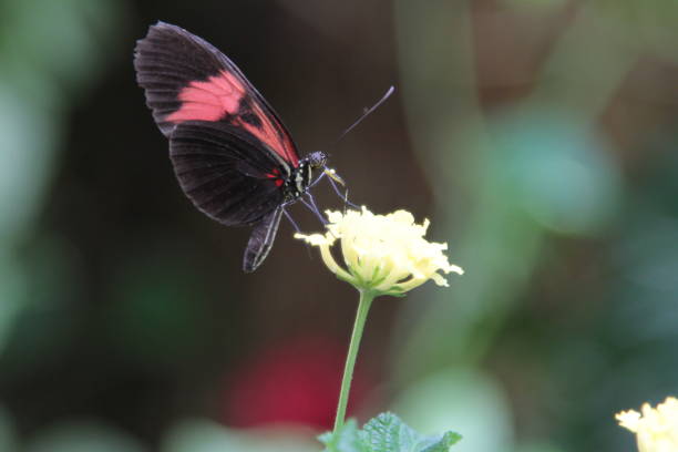 istock Close-Up Of Butterfly Pollinating On Flower 878012906