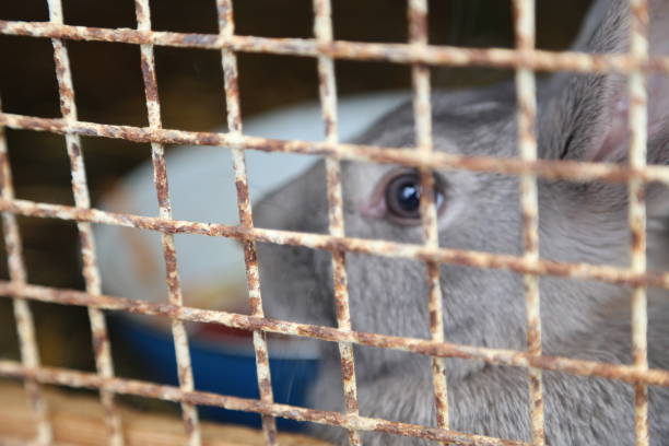 istock Close-Up Of Rodent In Cage 878012912