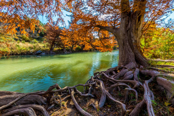 herbstfarben am fluss guadalupe im guadalupe state park, texas - autumn water leaf stream stock-fotos und bilder
