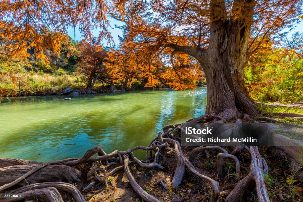 Fall gebladerte op de Guadalupe rivier bij Guadalupe State Park, Texas - Royalty-free Boom Stockfoto