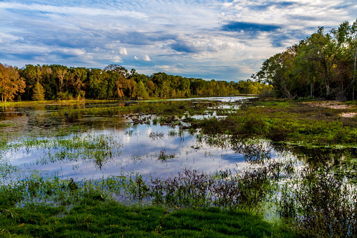 Reflections on Colorful Creekfield Lake, with Interesting Cloud Formations, Fall Colors, Trees, and Grasses.  Home to Ducks, Alligators and a Multitude of Wildlife.  Brazos Bend State Park, Texas.