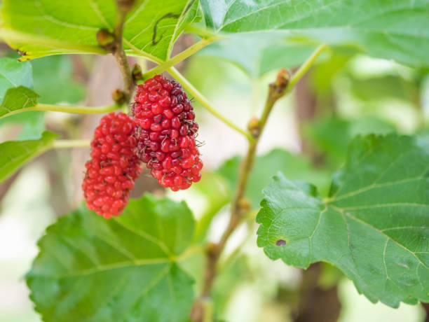 istock red mulberries on the branch 878016276