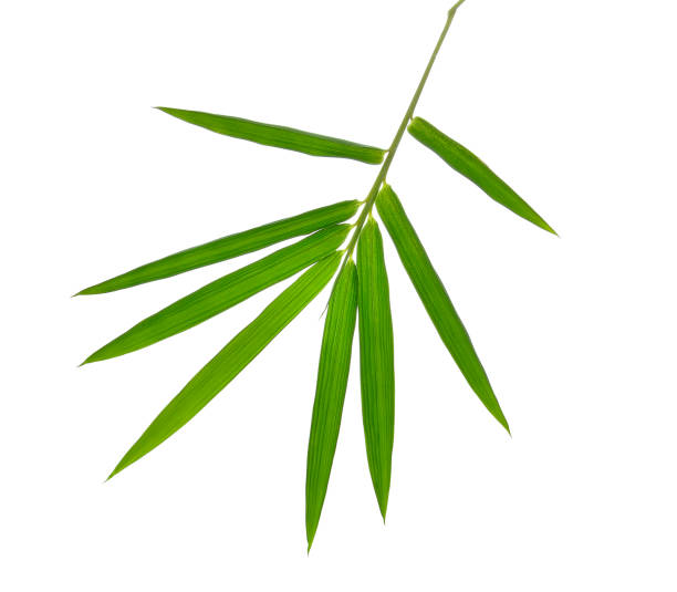 istock bamboo leaves isolated on white background 878019098